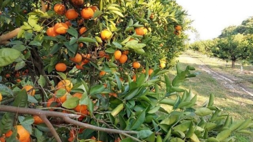 Horticultura: más y mejores nutrientes para ganar en eficiencia y calidad