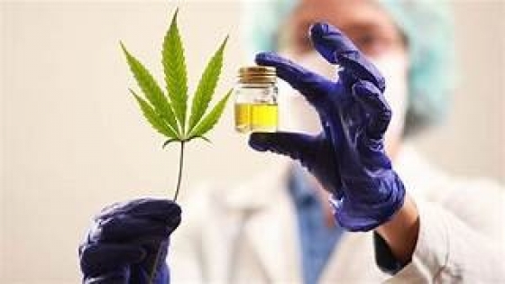 <INTI desarrolla estudio pionero en cannabis medicinal