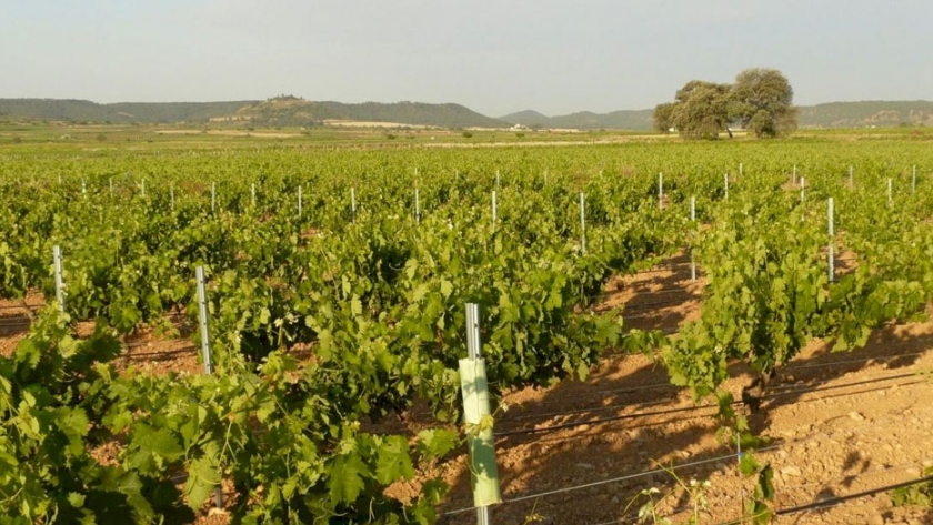 La comunidad científica pide que la Unión Europea permita la edición genómica para una agricultura sostenible