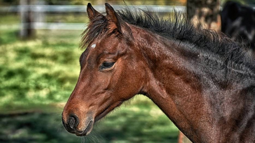 Todo lo que se debe saber para elegir un buen caballo