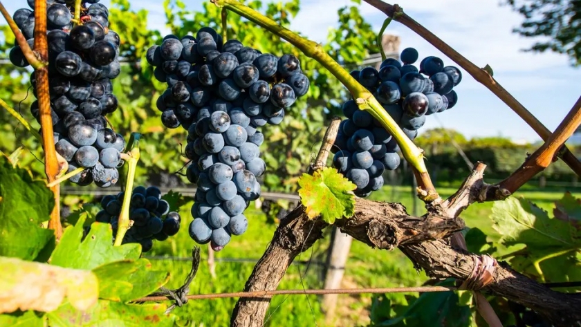 Viñateros de Mendoza y San Juan piden mejorar el precio de la uva |  Agroempresario.com