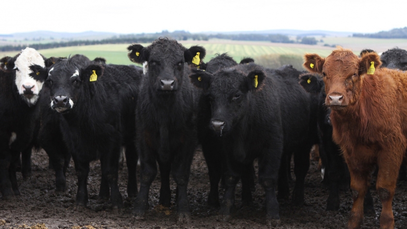 Brucelosis bovina: adecuaciones para el sostenimiento de mercados