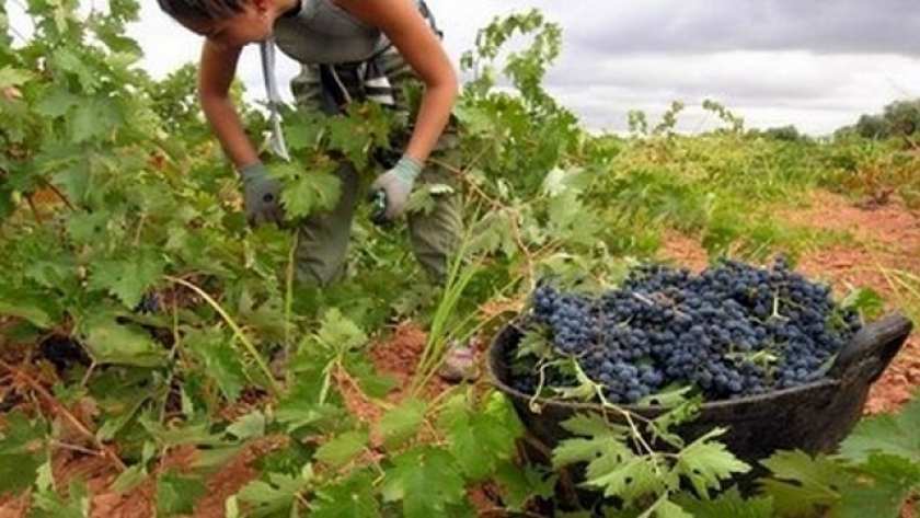 Vidal, junto a representantes de la industria, analizó los desafíos de la vitivinicultura