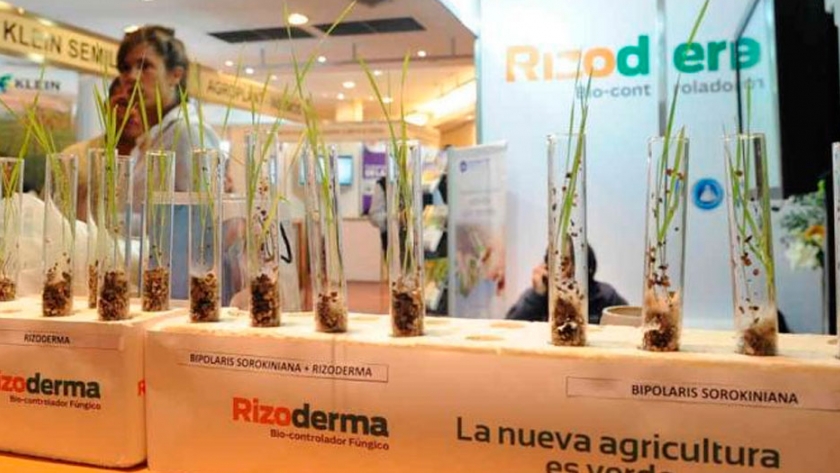 Syngenta distribuirá el curasemilla biológico desarrollado por Rizobacter