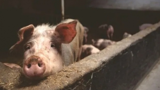 Reportan nuevos casos de Peste Porcina Africana en Europa y Asia