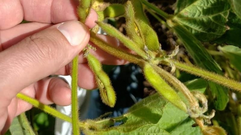 Soja: por qué germinan los granos dentro de las vainas