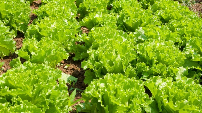 El otoño es el momento para rediseñar y fortalecer la huerta