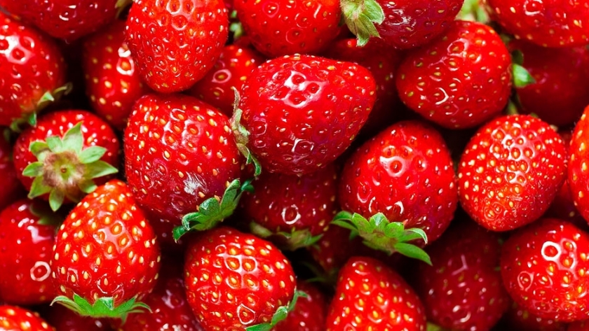 Santa Fe: la producción semihidropónica de frutillas resistiría los avances inmobiliarios