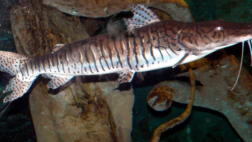 Pesca de Surubí atigrado (Pseuplatystoma fasciatum)