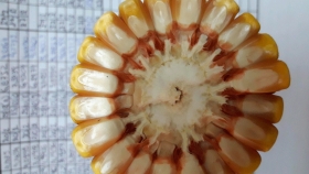 Viaje al interior de la semilla del maíz