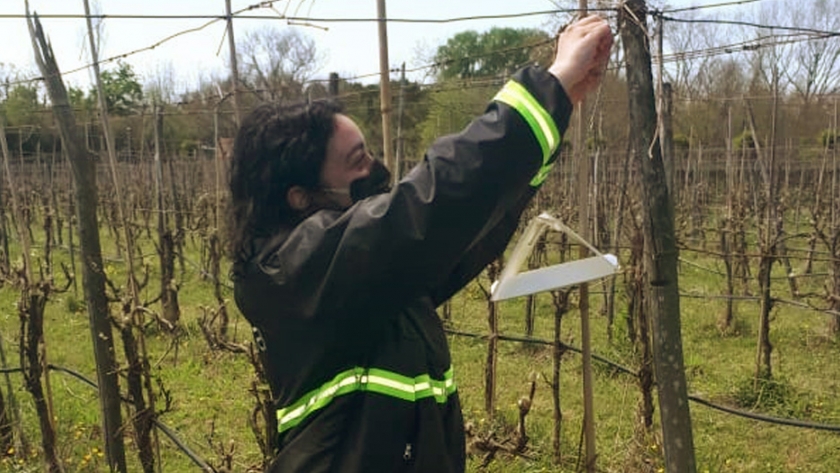 Lobesia Botrana: Se incorporó la vigilancia en plantaciones de vid de Berisso