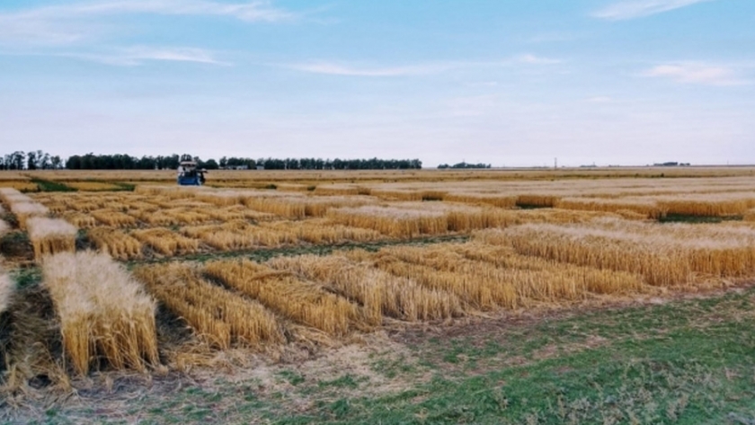 Con el inicio de la cosecha, comienzan los análisis de calidad de trigo gratuitos para productores