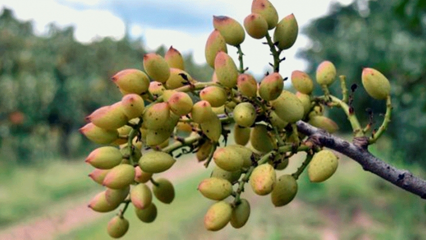San Luis tendrá su primera y exitosa cosecha de pistachos