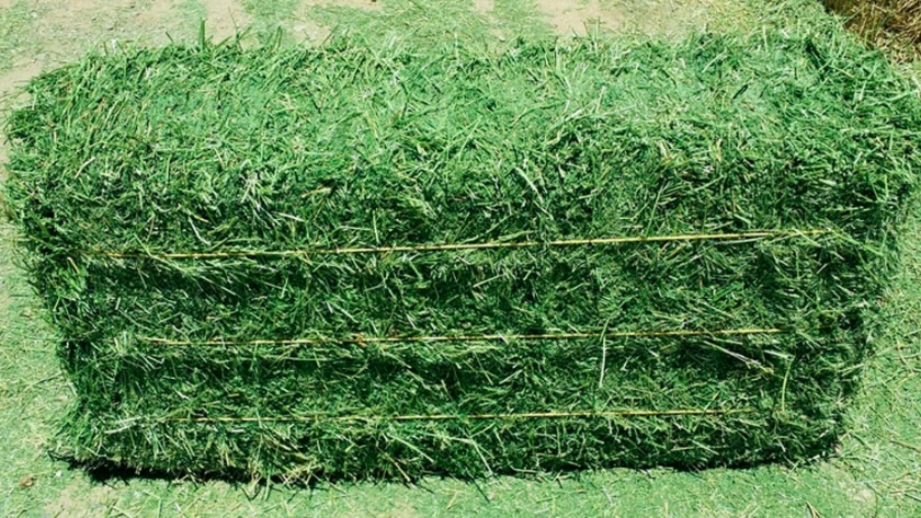 Algunas precisiones sobre la alfalfa