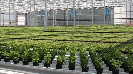 Edible Garden apuesta a producir verduras cerca del consumidor, pero aún enfrenta el desafío de alcanzar la rentabilidad