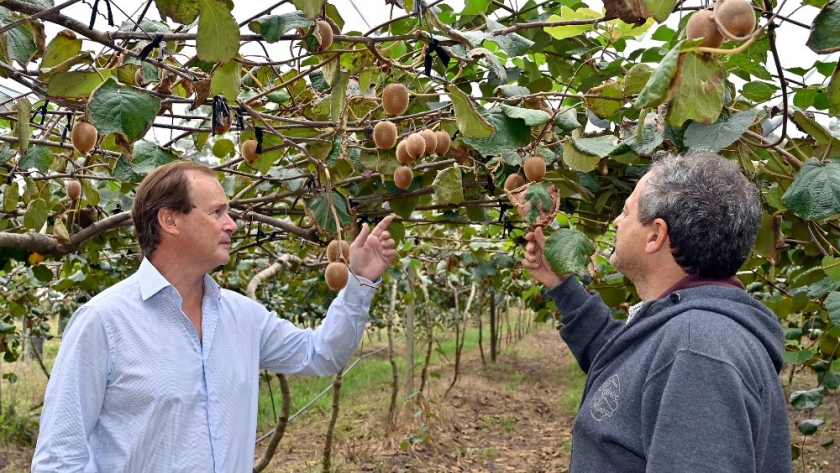 Bordet recorrió la primera cosecha de kiwis de Entre Ríos