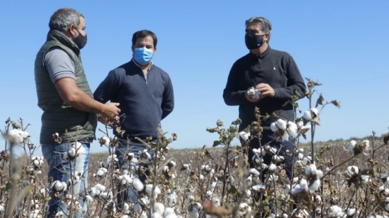 Chaco reactiva: Capitanich visitó dos plantas industriales y un campo de algodón en el sudoeste chaqueño