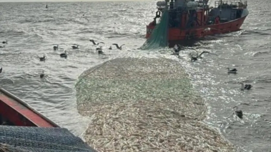 Apertura de la temporada de pesca de Corvina Rubia