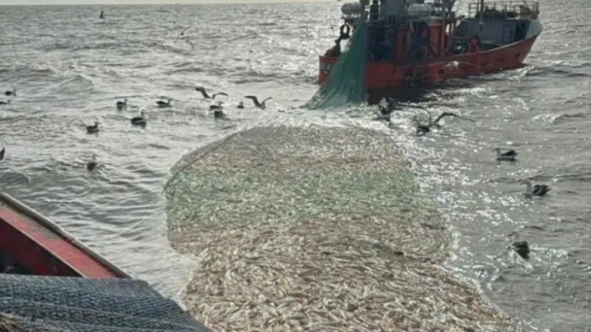 Apertura de la temporada de pesca de Corvina Rubia