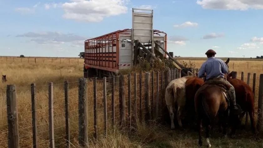 Habilitan la emisión del documento único de transporte electrónico para el traslado de hacienda en Chaco