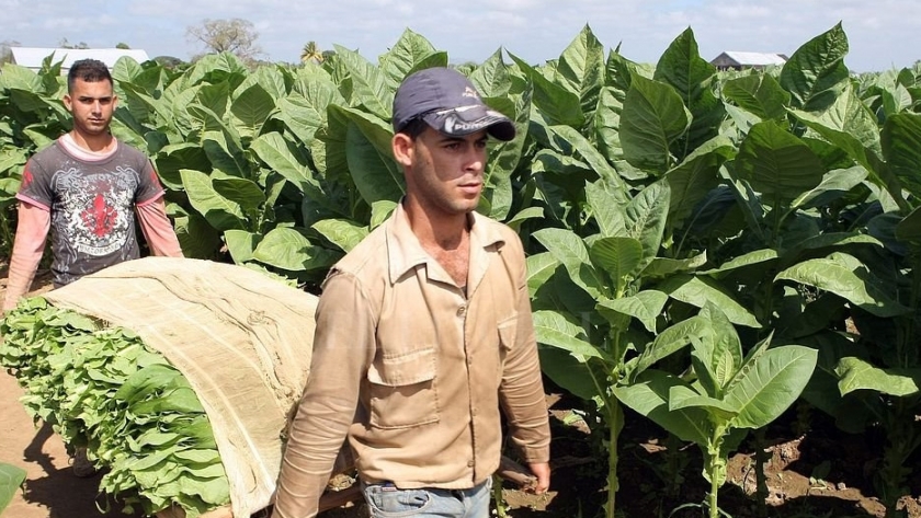 Acordaron un aumento del 59,95% para el precio del tabaco