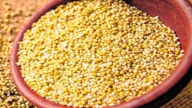 Jujuy le pone valor agregado al cultivo de la quinoa