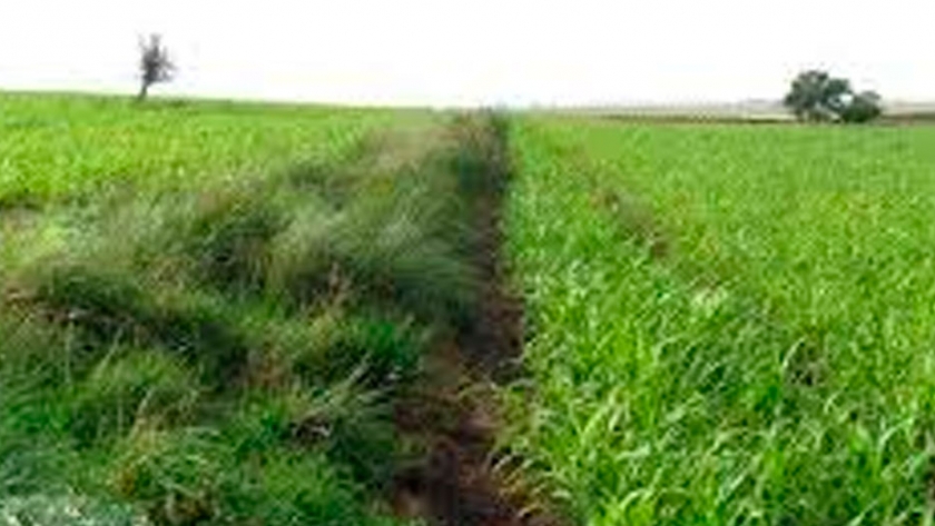 Argentina tiene todas las condiciones para avanzar hacia la agroecología