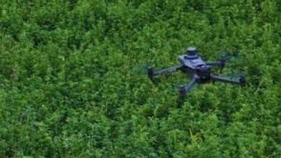 Alfalfa, como detectar malezas con imágenes de drones comerciales