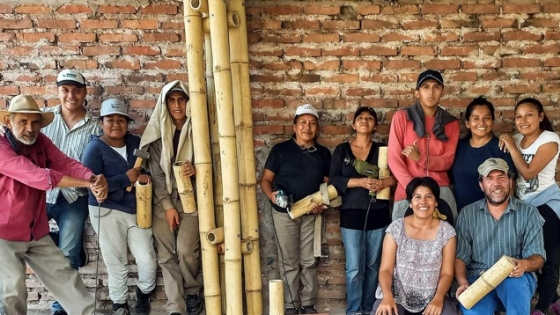 Cultivo de bambú en las Yungas jujeñas: cómo buscan crecer