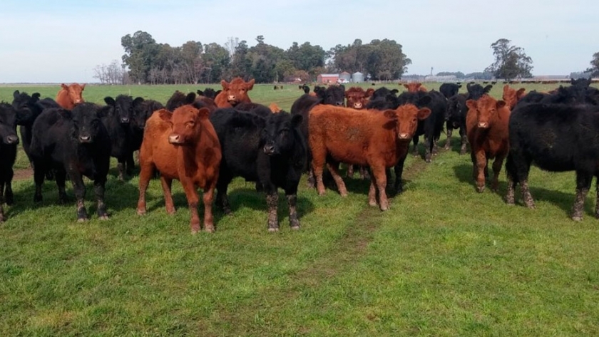 Suplementación a campo
