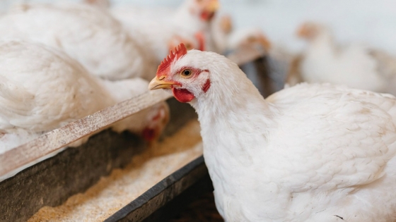 Lanzan nueva proteasa para la producción avícola