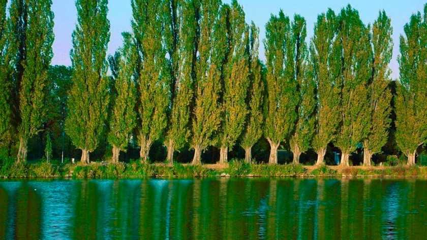 Avanza el Plan Provincial Agroforestal en Córdoba