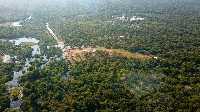 Bosques chaqueños: deforestación sin precedentes