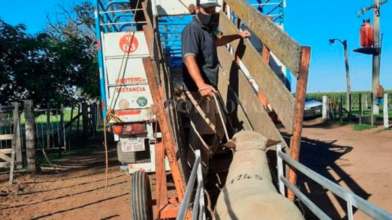Exportación de ovinos en pie a Paraguay
