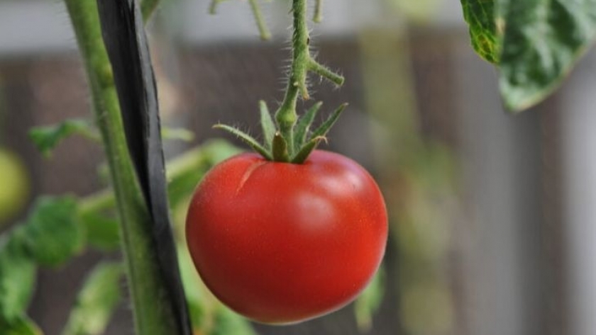 Hortalizas injertadas, una alternativa productiva sustentable