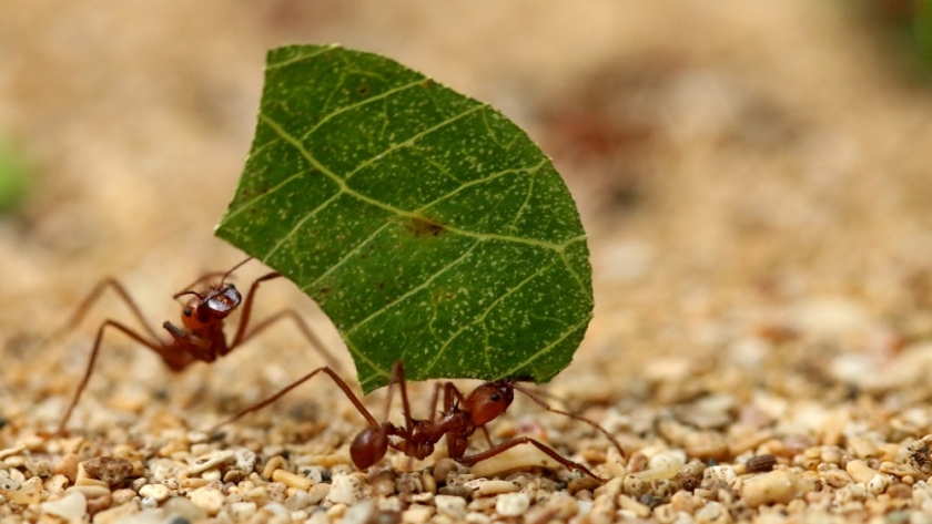 Cómo proteger al jardín de las hormigas cortadoras