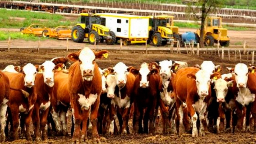 En los feedlots, los hoteles están abiertos: son un servicio esencial