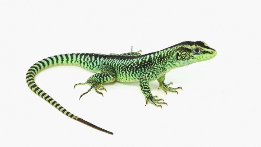 La Secretaría de Estado de Cultura anunció el descubrimiento de una nueva especie de lagartija