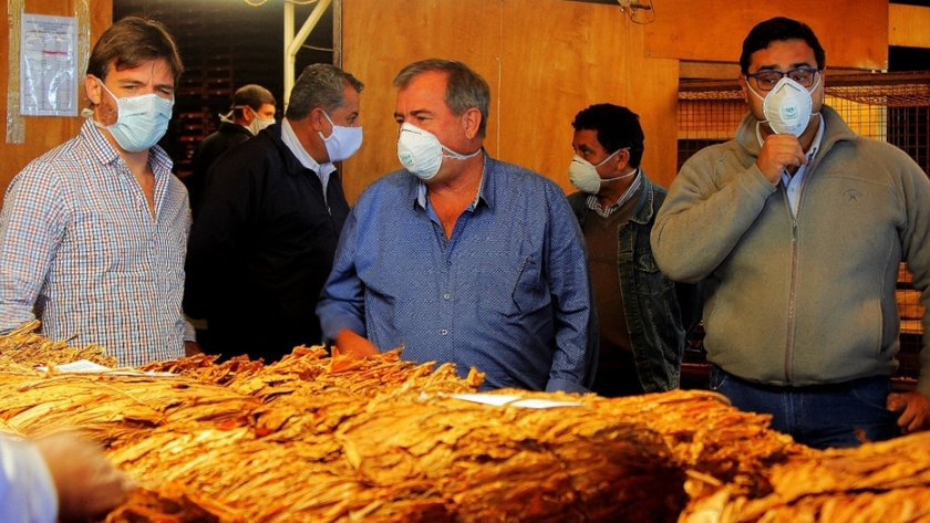 Pagan compensación a productores tabacaleros