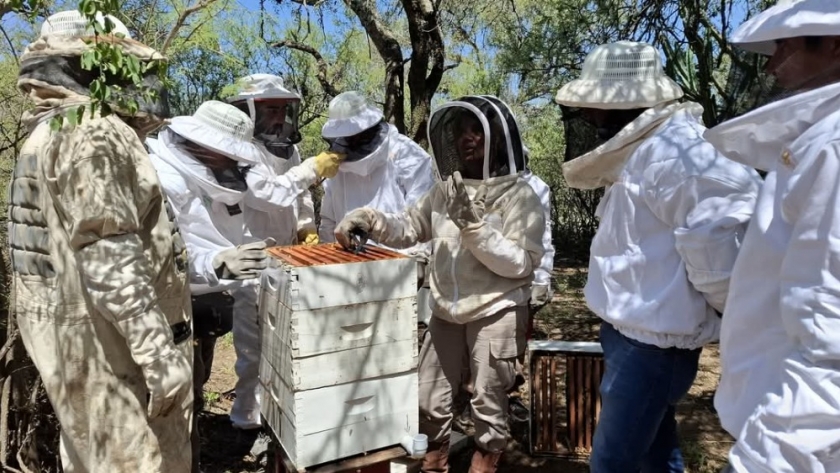 Actualización del stock de colmenas en Catamarca para garantizar la sanidad apícola