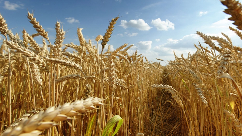 La agricultura australiana espera un año rentable