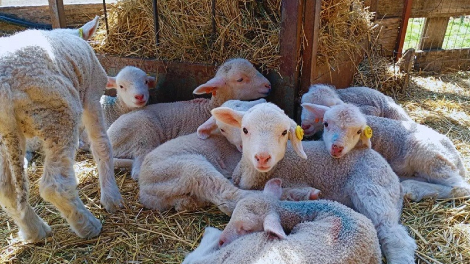 Merino Dohne: genética ovina para producir más carne y lana fina en la Patagonia