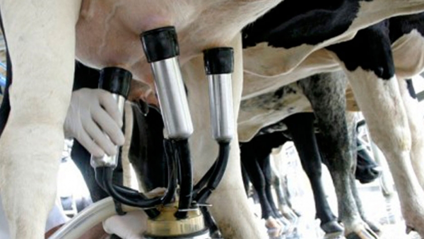 Producción mundial de leche: prevén un crecimiento moderado