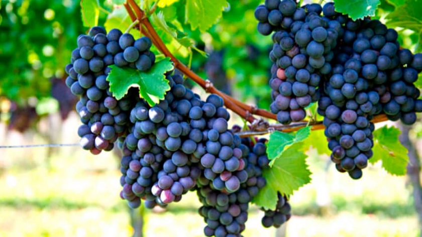 El INTA inscribe cuatro nuevas variedades de uvas en el Registro Nacional de Cultivares del INASE