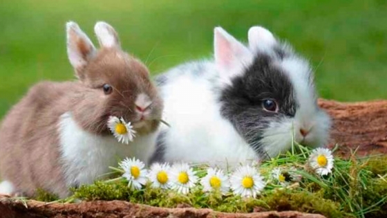 Lo que debes saber sobre el conejo enano
