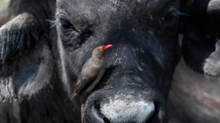 Buscan ampliar la producción de leche de búfala