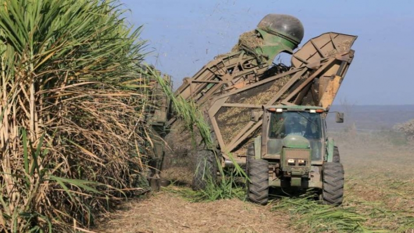 Caña de azúcar: esperan alcanzar las 1,66 millones de toneladas en Tucumán