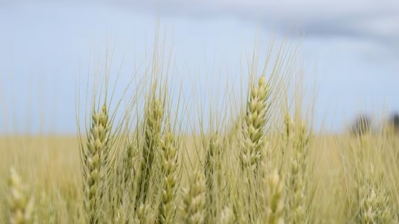 Campaña de trigo 2025: claves para la siembra en un año con retrasos y desafíos climáticos