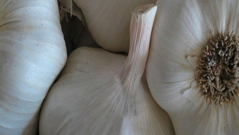 Producción de ajo en Argentina
