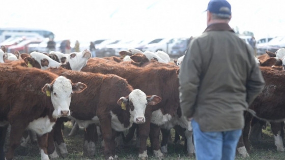 GRANAGRIN :de la genética a la exportación: el modelo ganadero que integra toda la cadena y produce 1.000 novillos por mes